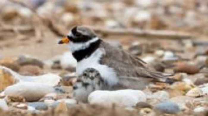 Ringed plover nest sites threatened by vandalism