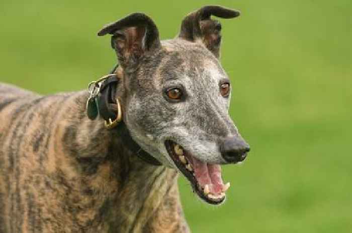 Boy, 8, and man injured in Leicestershire park dog biting incident
