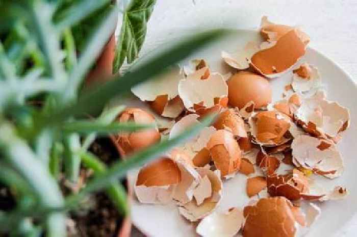 Don't throw away eggshells as they can be 'vital' tool in the garden