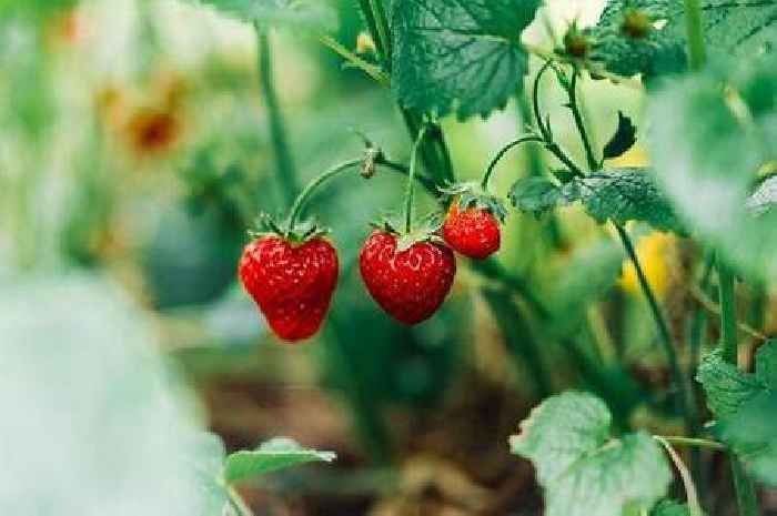 Gardening expert's simple trick to grow 'amazing' strawberries this year