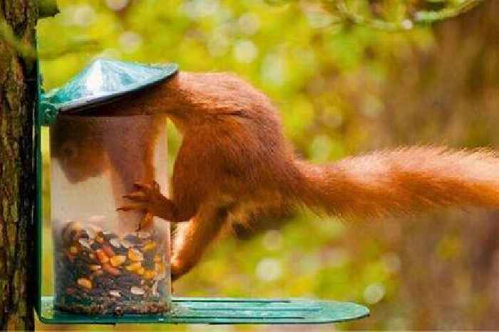 How to keep squirrels away from bird feeders using a simple kitchen spice