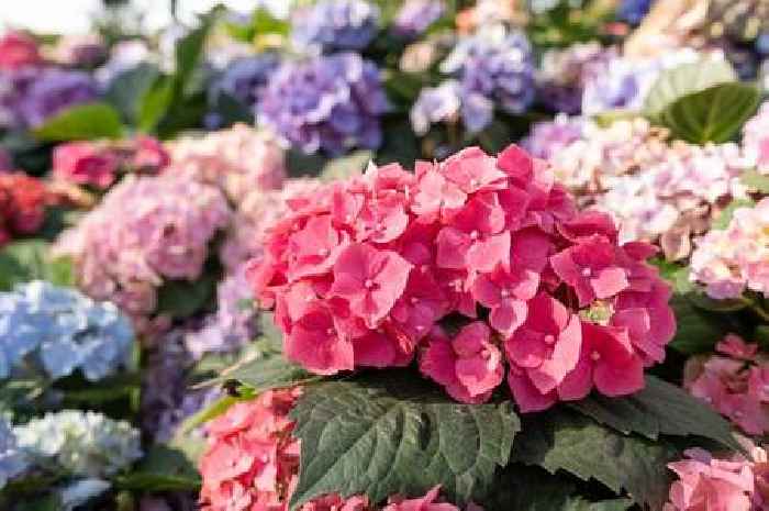 Hydrangeas can change colour if you make one simple change