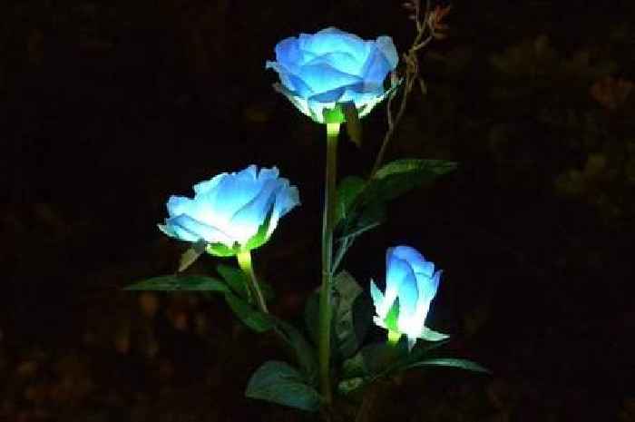 'Dazzling' solar-powered roses 'look real' and brighten up any garden