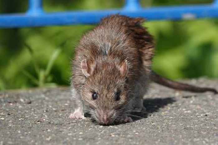Rats will run from gardens if 1 'highly effective' natural deterrent is used