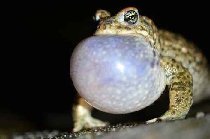 Dumfries and Galloway residents urged to listen out for rare Scottish amphibian