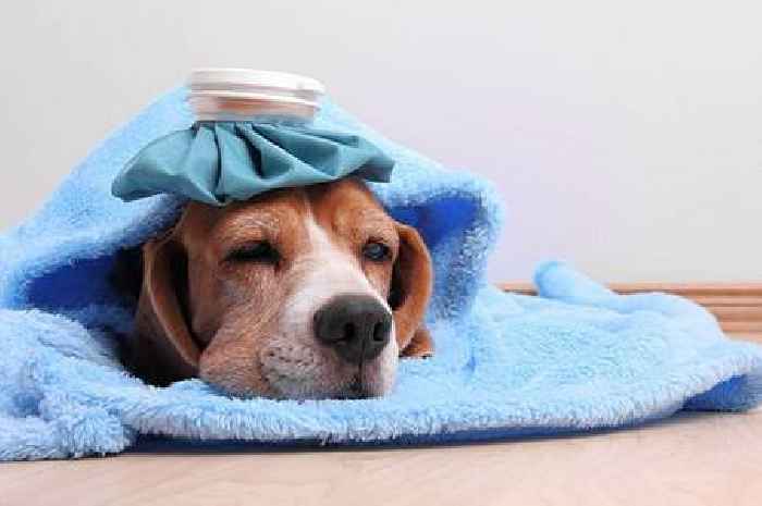 Nine surprising foods that are toxic for dogs 'even in small amounts'