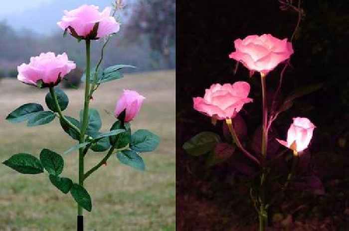 'Truly beautiful' solar-powered garden roses look 'real' and 'pretty' at night