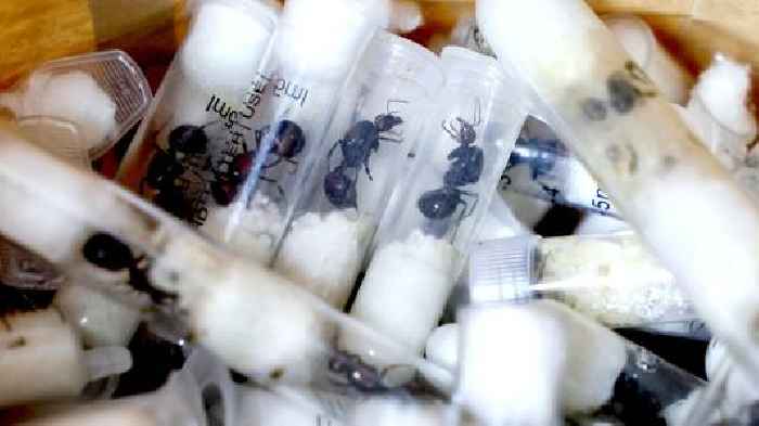 'Ant gang' sentenced for smuggling thousands of live insects