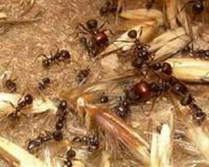 Kenya court fines teens for trying to smuggle protected ants