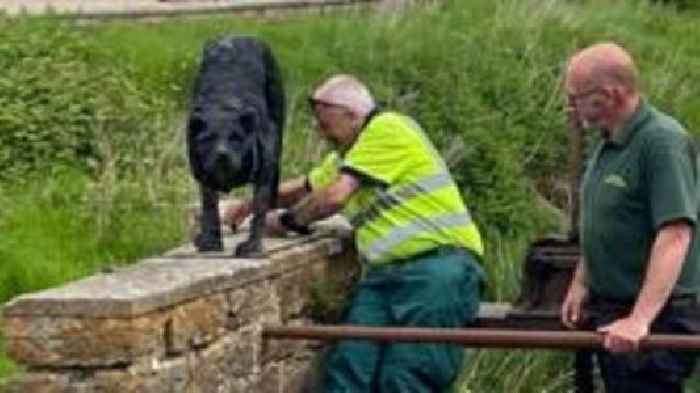 Damaged stalking dog sculpture removed for repairs