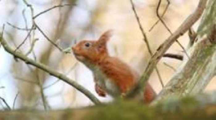 Cross-border bid to create red squirrel strongholds