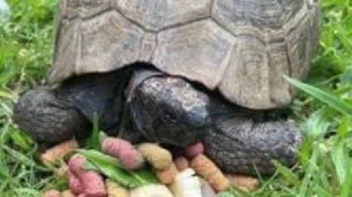 WW2 tortoise to join Liberation Day cavalcade