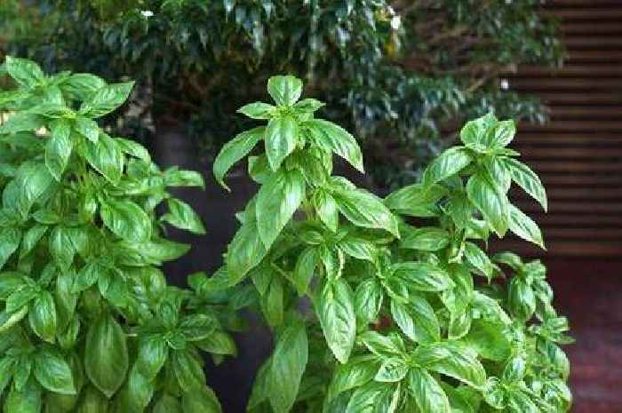 How to grow 'big and bushy' basil every time with one regular job