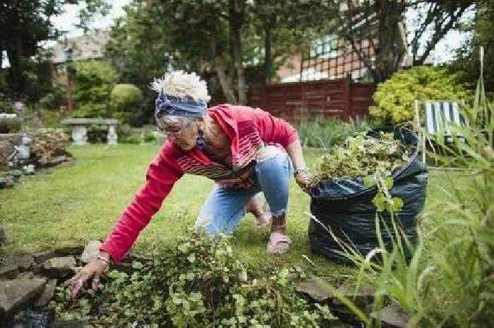 Weeds will die and not come back if you kill them with two common household items