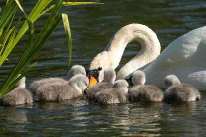 Delight as beloved Pittville Park swans George and Maisie become proud parents to seven cygnets