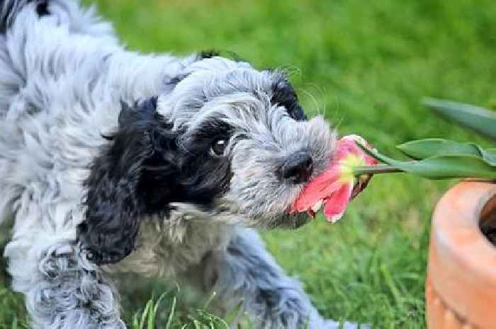 14 garden plants that could kill your dog - including some popular choices