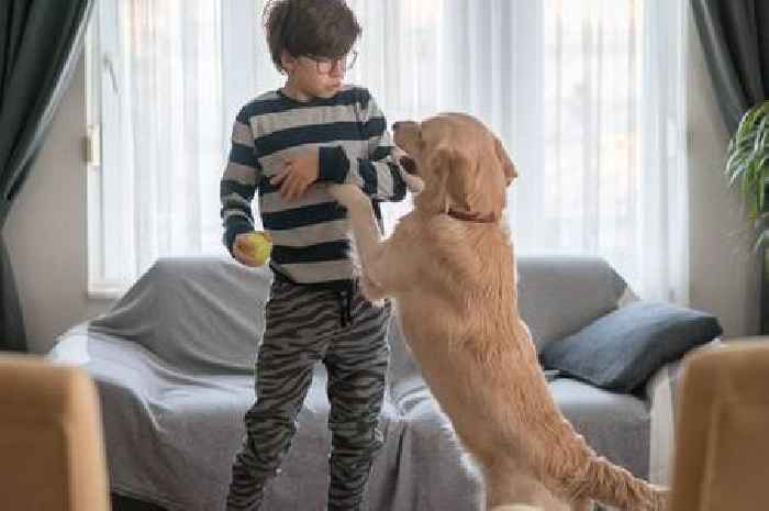 'I'm a dog trainer – using my simple method will stop your pet jumping up'