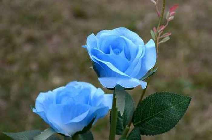 'Absolutely beautiful' light-up garden roses look 'lovely at night'