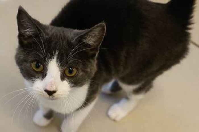 Cattery plan boasting live webcams is given the green light