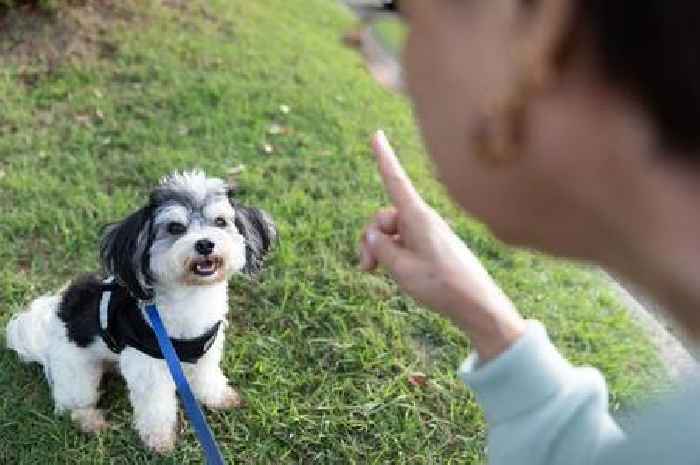 Puppy trainer shares simple tip that will stop dogs from jumping up in seconds