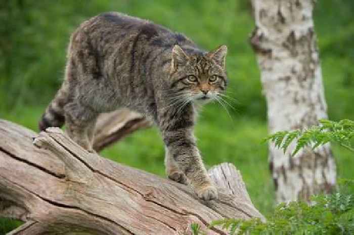 Scotland’s endangered wildcats could be saved in massive 800 sq mile Highland rewilding plan