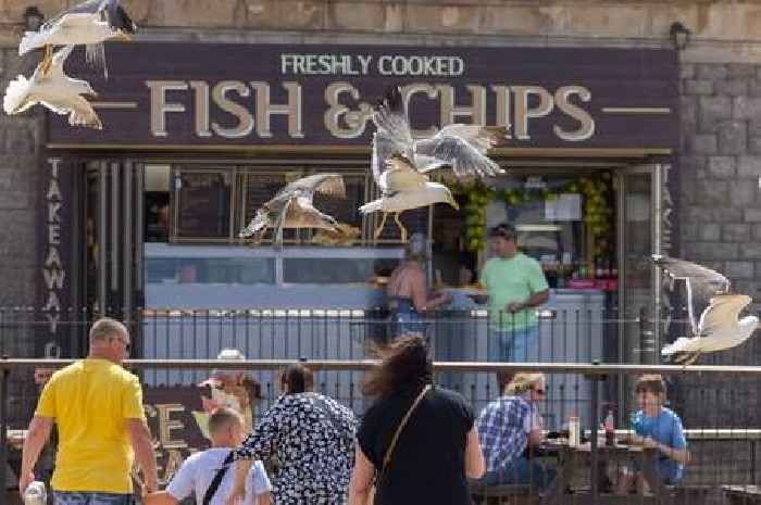 Wearing one thing could be key to stopping seagulls from stealing your food