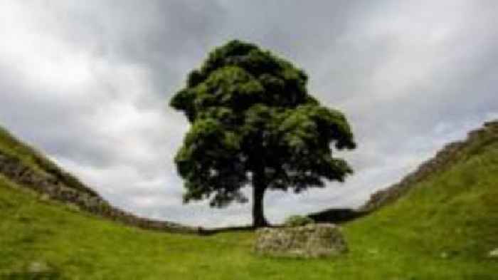 How a park ranger alerted the world to the Sycamore Gap tree's fate