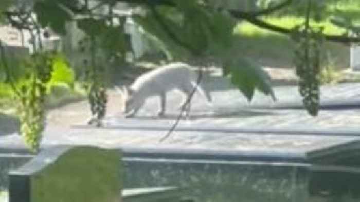 'Albino' fox cubs seen playing in Hull cemetery