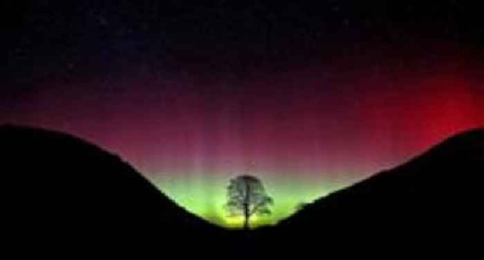 A gaping hole and a double take: How a ranger alerted the world to Sycamore Gap tree's fate