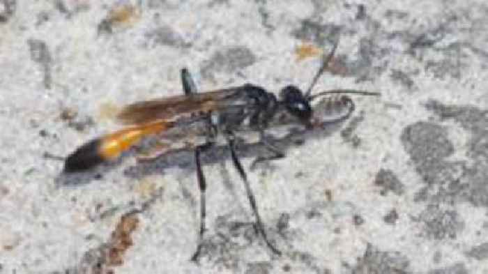 Scientists reveal 'remarkable' wasp memory