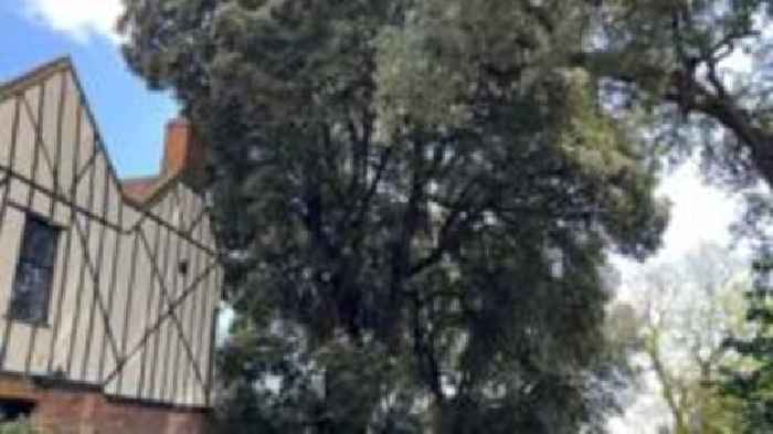Future of tree facing the chop hangs in the balance