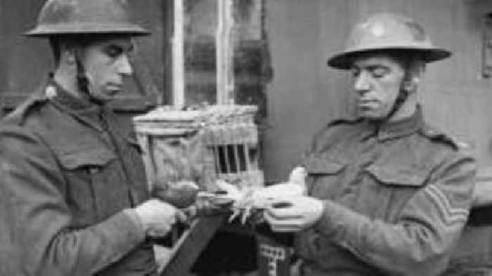 WW2 pigeons remembered as racing season opens