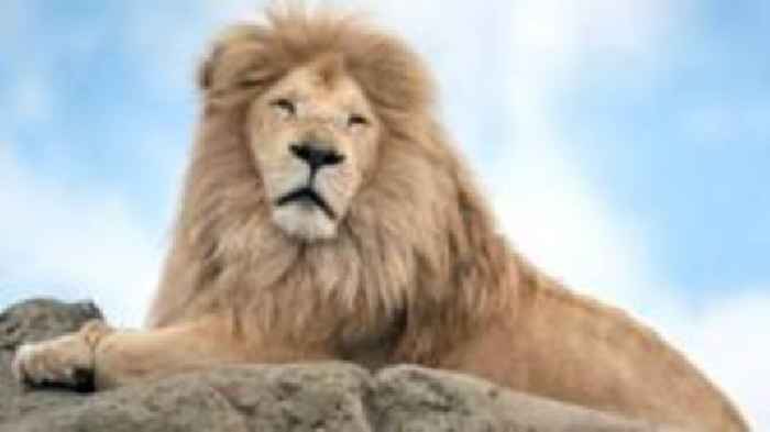 Wildlife park mourns death of 'iconic' white lion