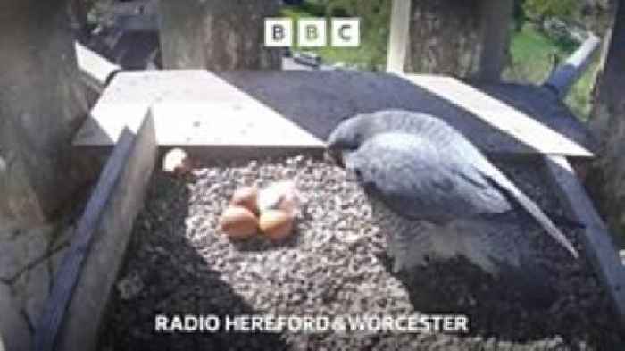 Why have two of Worcester Cathedral's chicks died?