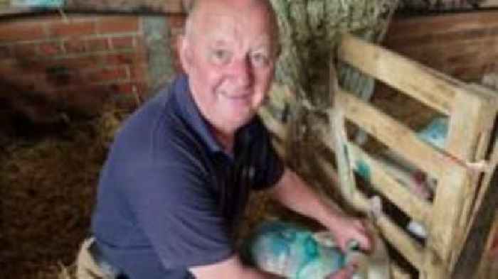 Lamb dies in 'brutal' dog attack