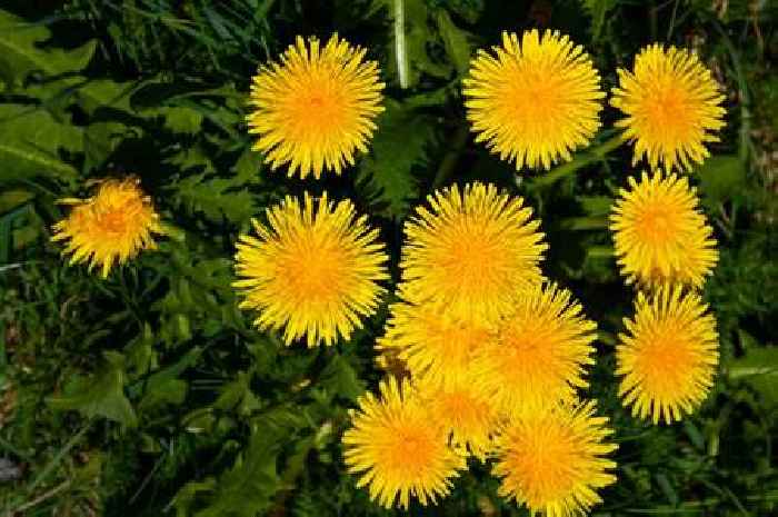 Get rid of dandelions on your lawn by changing the height you mow your lawn