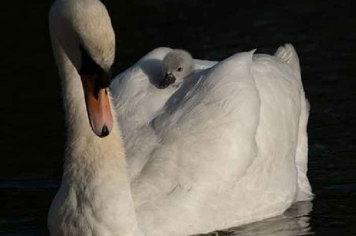 Sad news as swans George and Maisie lose one of their 'magnificent seven' cygnets