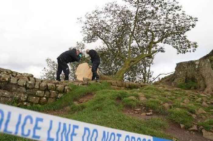 Two men found guilty of felling Sycamore Gap tree
