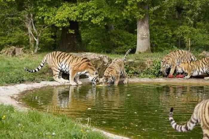 Longleat's rare four Amur tiger cubs celebrate first birthday