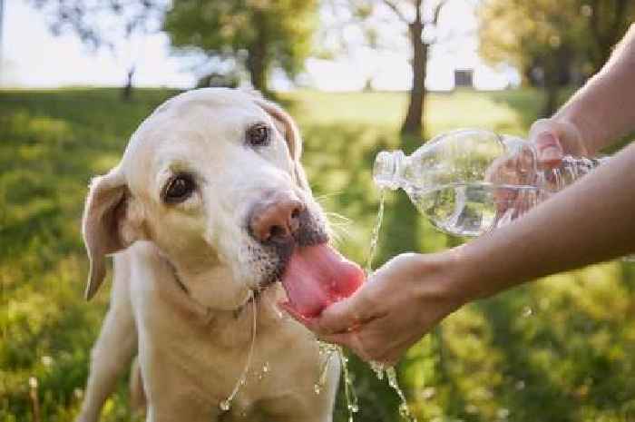 Dog owners learn how to spot heatstroke in pets by looking for simple signs