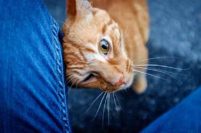 'I'm a cat expert and there's a sweet reason cats headbutt you'