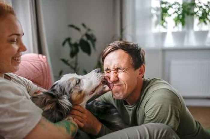 Vet explains what it really means if your dog tries to lick your face, hands or feet