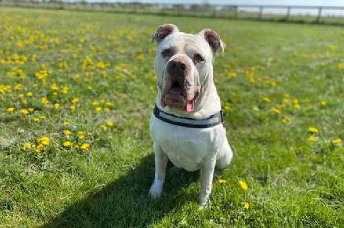 These 10 adorable dogs are now waiting to find their forever home