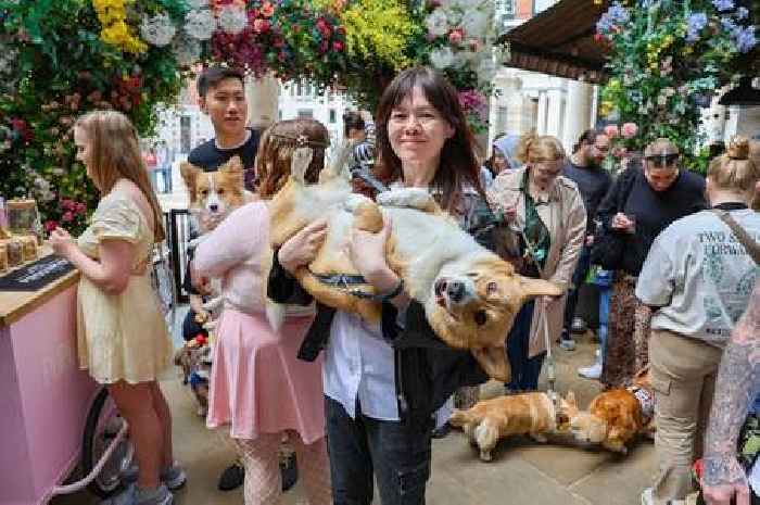 Corgi café that appeared on Dragons' Den is coming to Cardiff