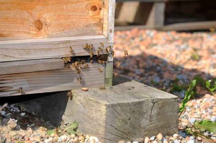 Council wants to stop new bee hives and artificial grass from being installed on its land