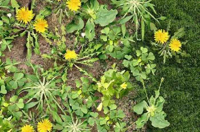 Common garden weed is actually a superfood with numerous possible uses