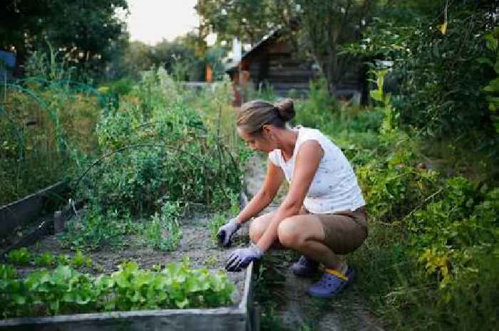 Anyone with a garden urged to complete 5 tasks now to make it 'flourish' in summer