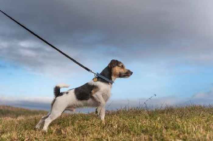 Dog behaviourist shares three ways to help dogs behave on leads during walks