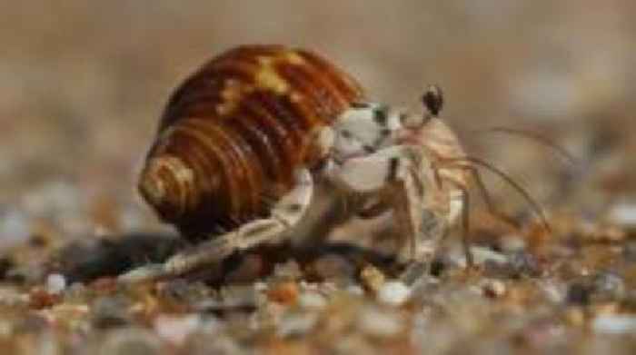 Three men held over suitcases stuffed with hermit crabs