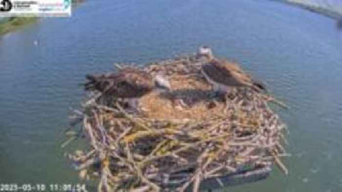 Reserve's first osprey chick of 2025 hatches